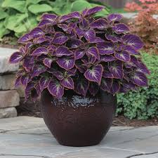 Image result for Coleus foliatus