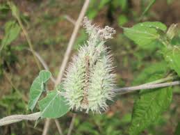 Image result for Pergularia