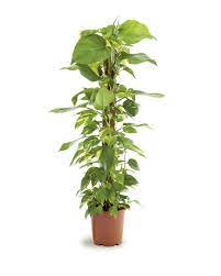 Check spelling or type a new query. Epipremnum Aureum Scindapsus Moss Stick Plant Vista
