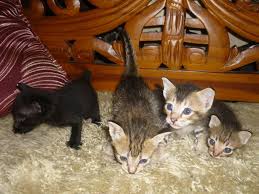 Maybe you would like to learn more about one of these? Kucing Utara Kenapa Kucing Alah Kepada Susu