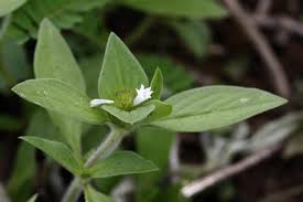 Image result for Richardia scabra