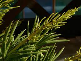 However, it won't bloom in low light conditions. Peperomia Ferreyrae Pincushion Peperomia World Of Succulents