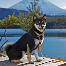 Find gifs with the latest and newest hashtags! Get To Know The Shiba Inu The Internet Sensation