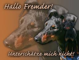 Manchester terriers are the ferraris of the terrier group: 4pfotenshop Hundewarnschilder Und Kratzfeste Autoaufkleber Mit Hundemotiven Hundeschilder Metallschilder Turschilder Manchester Terrier