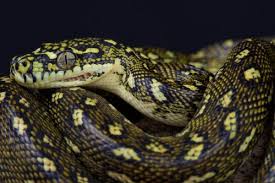 Non proprio adatto in questo caso. Top 10 Serpenti Piu Grandi Del Mondo Misure E Foto