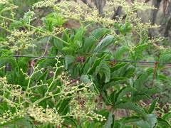 Image result for Cyphostemma congestum