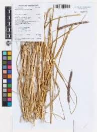 Image result for Setaria incrassata