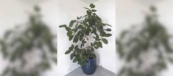 Image result for F kus Ficus