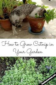 Catnip is an herb that has been attracting cats for more than 2,500 years—and that's just recorded history. How To Grow Catnip In Your Garden Growing Catnip Catnip Plant Catnip