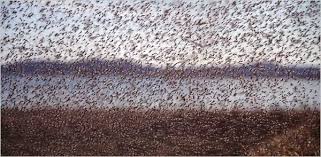 To nicholas ouellette it is the key to a mysterious animal behavior — the swarm. Mathematics Explains Mysterious Midge Behavior The New York Times