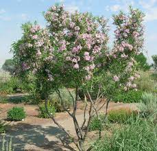 And keep the plantings undemanding. which these certainly are. Drought Tolerant Plants For Dry Climates Like Texas With Images