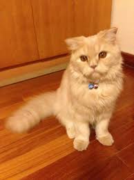 Name Of Pet Brownie Breed Scottish Fold Persian Cat Color Ginger Color With Brown On The Back Gender Cat Colors Persian Cat Doll Face Persian Cat Breeders