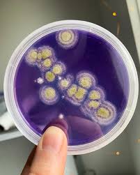 Image result for Isaria sp.