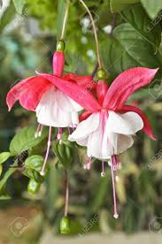 If you have successfully cared for an orchid, treat your medinilla the same way—it grows as an epiphyte in the wild. Beautiful Exotic Flowers That Grow And Bloom In The Cold Weather Or Winter Of Thailand Stock Photo Picture And Royalty Free Image Image 20173420