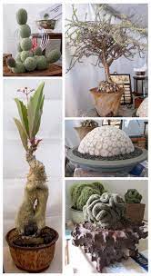 Los angeles cactus & succulent society 13th annual show and plant sale. Display Rancho Reubidoux