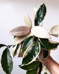 American plant exchange rhaphidophora tetrasperma aka mini monstera/ginny live plant, 6 pot, easy care indoor air purifier 3.2 out of 5 stars 35 $32.99 $ 32. Hoya Carnosa Krimson Princess Plants Green Plants House Plants