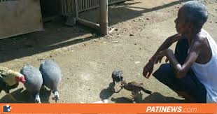 We did not find results for: Begini Tips Memelihara Ayam Mutiara Ala Mbah Yanto