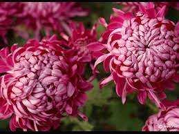 Pin By Nancy Chuang On Chrysanthemum Chrysanthemum Flower Pictures Chrysanthemum Flower Chrysanthemum