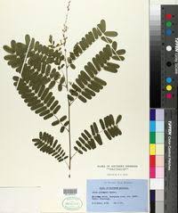 Image result for Aeschynomene heurckeana