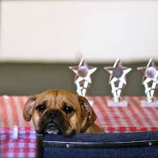 Krishna ultrasound clinic, plot no. Sunrise Pet Clinic Pllc Home Facebook