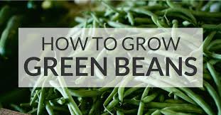 Succession planting, every 2 weeks, will keep your bush beans going longer. A Brief Guide To Growing Green Beans With Tower Garden
