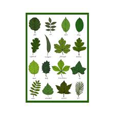 Stems and unopened flower buds can be eaten. Leaves Greetings Card Leaf Identification Chart Plant Etsy
