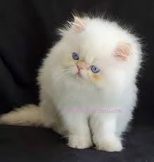 Lorane fort smith, ar 72901: Kittens For Sale Near Me Cats For Sale The Persian Kittens