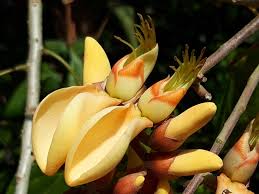 Image result for Erythrina fusca