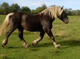 Comtois I Enjoy Both The Horses And The Delicious Cheese That Originate In This French Town Animaux Domestiques Cheval De Trait Poulains