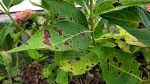 Image result for leaf spot hydrangea