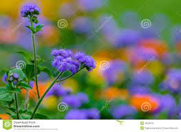 378 Ageratum Conyzoides Photos Free Royalty Free Stock Photos From Dreamstime