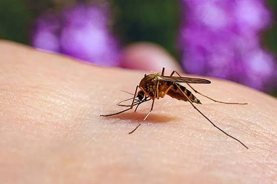 West Nile virus: Recognizing symptoms and protecting yourself against this  mosquito-borne illness - Harvard Health