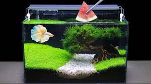 Top 6 How To Make Mini Planted Fish Tank At Home Ideas 6 Diy Aquascape Aquarium Decoration Ideas Youtube