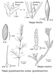 Image result for Najas graminea