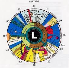 an example iridology chart for the left eye iridology