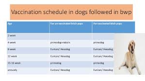 vaccination and deworming program in cat and dogs