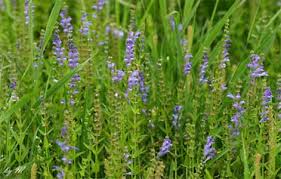 Image result for Oldenlandia fastigiata