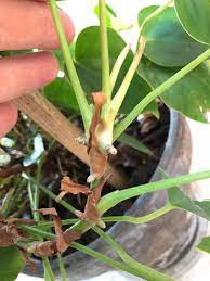 Anthurium Care Growing Flamingo Flower