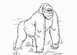 Plus, it's an easy way to celebrate each season or special holidays. Top 20 Printable Ape Coloring Pages Online Coloring Pages