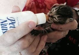 Bottle feeding allows animal to. Bottle Feeding One Sure Way To Kill Community Cat Coalition Facebook