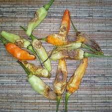 Pastikan bahwa lapisan atas media tanam begitulah tips menanam pohon bonsai agar akarnya tidak mudah busuk, layu, dan mati. Obat Penyakit Busuk Buah Pada Tanaman Cabai Agrotani