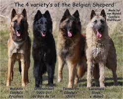The Four Varieties Of The Belgian Shepards Malinois Dog Belgian Dog Belgian Malinois Dog