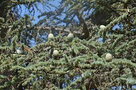 Fir trees do not bear fruit. Trees Fruit Fir Pinecone Nature Branch Plant Tree Growth Day Pxfuel