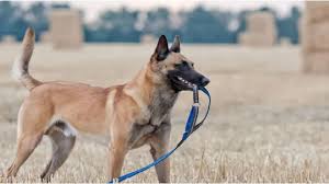 The most popular ones are sire or stud dog for those that have already had litters, and tomdog for the ones that are young. Dog Breed That Helped Us Team Eliminate Osama Bin Laden To Guard Delhi Metro Belgian Malinois Polo India News India Tv