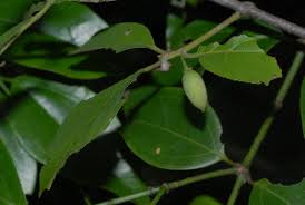 Image result for Berchemia discolor