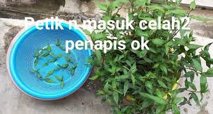 Juga sangat sesuai untuk tanaman yang mudah kering seperti pokok kesum. Cara Tanam Kesum Paling Mudah Guna Keratan Batang Tak Perlu Tanah Baja 2 Minggu Dah Rimbun