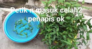 Dalam dua ke tiga minggu, pokok sudah sedia untuk dipotong dan. Cara Tanam Kesum Paling Mudah Guna Keratan Batang Tak Perlu Tanah Baja 2 Minggu Dah Rimbun