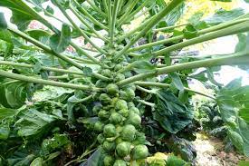 How to grow brussel sprouts in the garden. How To Grow Brussels Sprouts Sara S Kitchen Garden