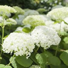 Schneeballhortensie Weisse Eleganz Hortensien Garten Straucher Garten Schneeballhortensien