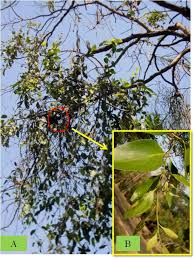 Image result for Agelanthus combreticola